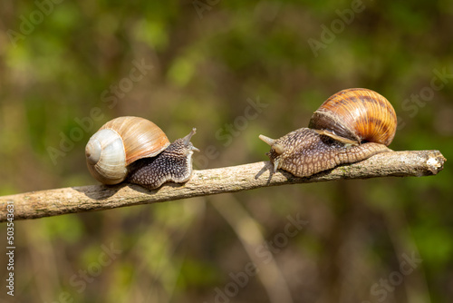 Two snails crawling on a stick on a blurred background.