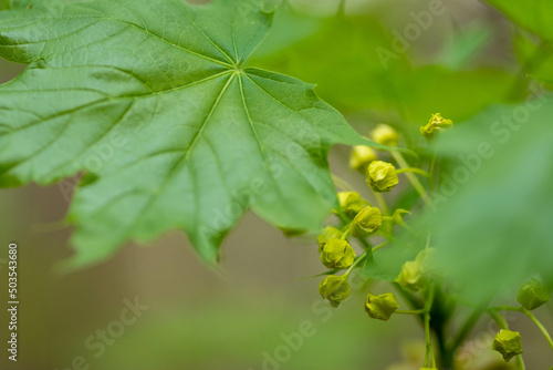 Fototapeta Naklejka Na Ścianę i Meble -  charakter