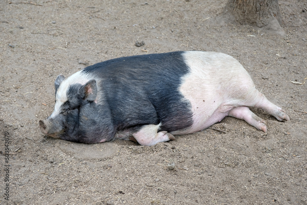 A large black and white pig lies snout forward on the sand and rests, a large fat domestic pig in the zoo lying on the sand A large black and white pig lies snout forward on the sand and rests, a large fat domestic pig in the zoo lying on the sand