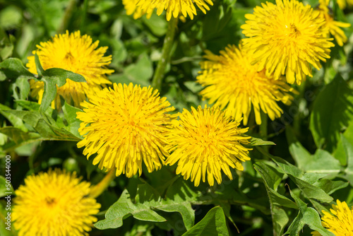 Yellow blooming spring dandelions on a background of green grass 
