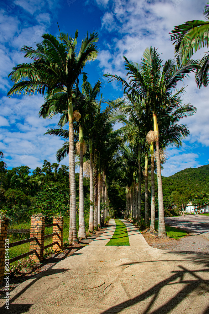 Fototapeta premium palm trees in the park