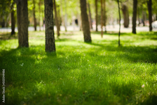 Green lawn in park among trees on bright, warm sunny day.