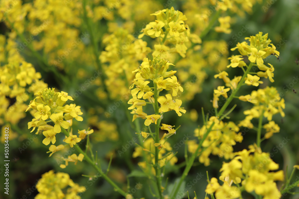 Barbarea vulgaris, also called wintercress or alternatively herb barbara, rocket cress, yellow rocket cress, winter rocket, yellow rocket, and wound rocket. Has healing properties. Barbarea vulgaris, also called wintercress or alternatively herb barbara, rocket cress, yellow rocket cress, winter rocket, yellow rocket, and wound rocket. Has healing properties.