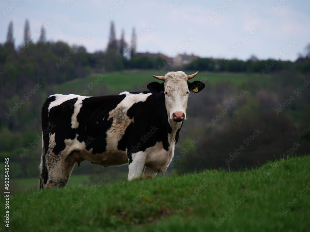Black and white Friesian cow on farmland white shot Black and white Friesian cow on farmland white shot