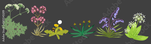 Vector flower plant brushes: English Spring Wildflowers collection. Sheep's parsley, ragged robin, dandelion, ribgrass, English bluebell, wild garlic