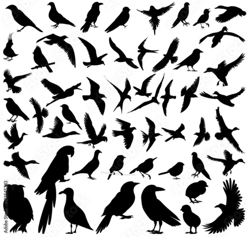 birds set silhouette  on white background  isolated  vector