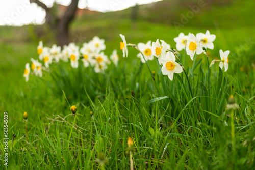 Daffodil flowers on green grass meadow