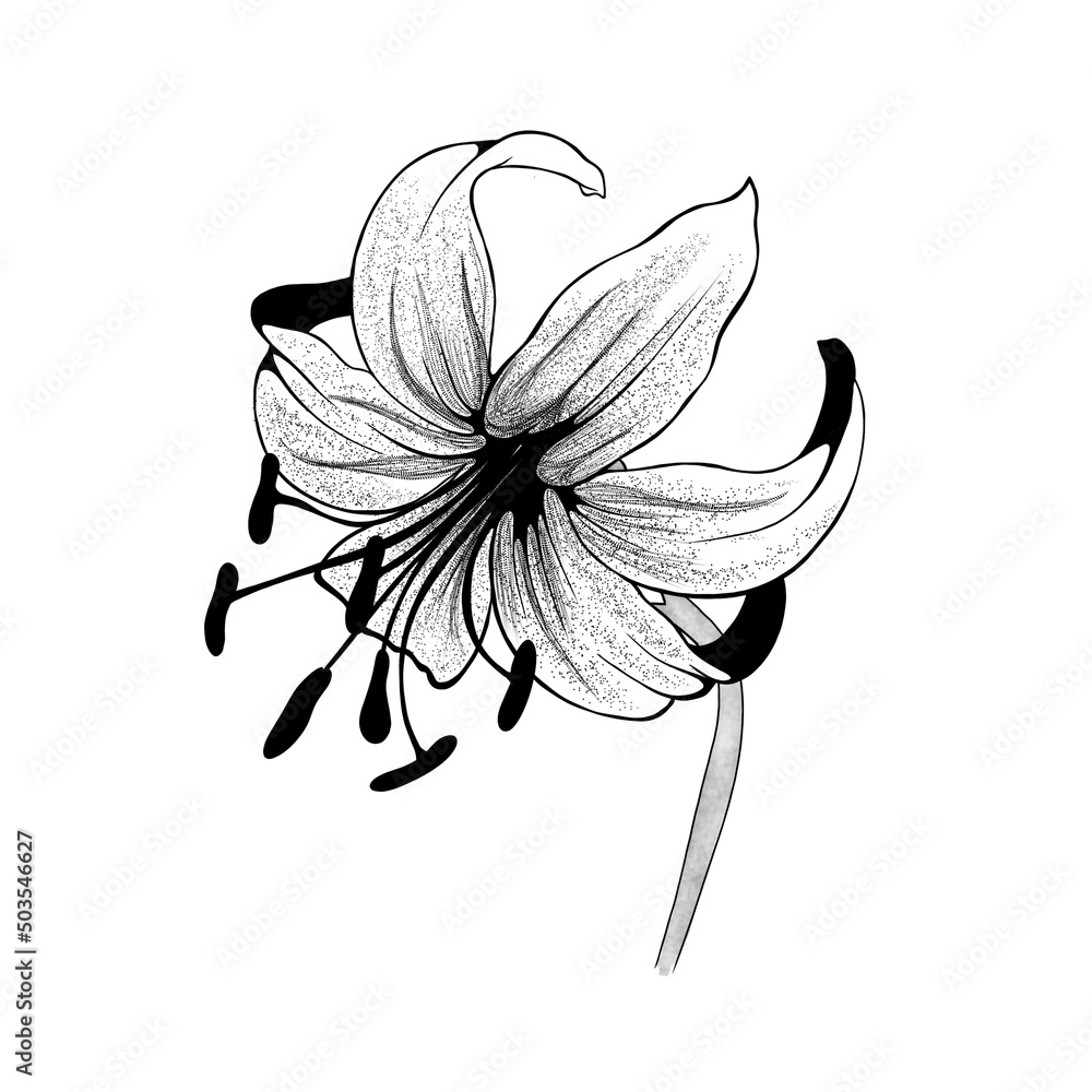 beautiful monochrome black and white bouquet lily isolated on background. Hand-drawn. design greeting card and invitation of the wedding, birthday, Valentine's Day, mother's day and other holiday