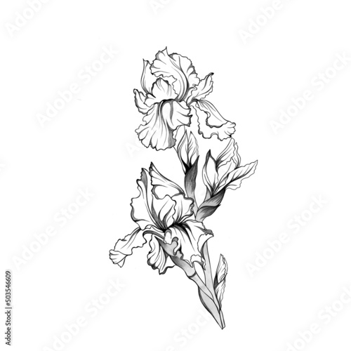 Iris floral botanical flower hand drawn. Spring leaf wild flower isolated. Bl...