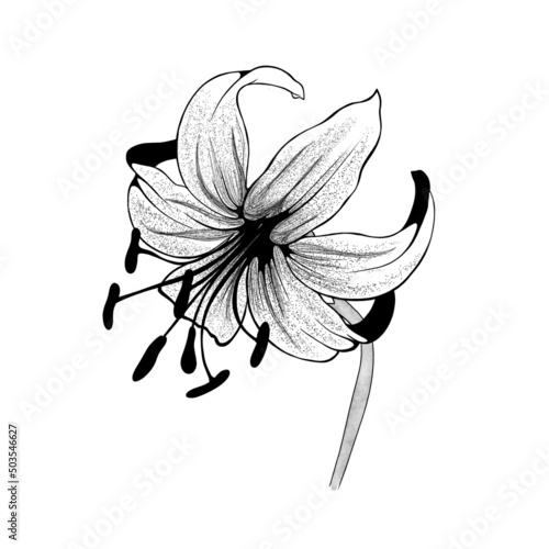 beautiful monochrome black and white bouquet lily isolated on background. Han...