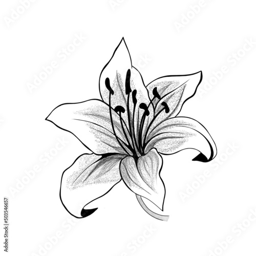 beautiful monochrome black and white bouquet lily isolated on background. Han...