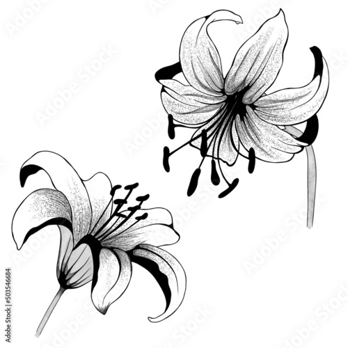 beautiful monochrome black and white bouquet lily isolated on background. Han...