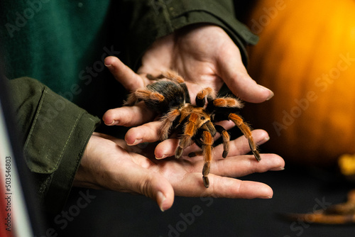 Closeup shot of a person holding a tarantula