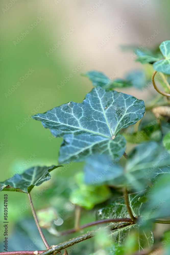 Efeu Blatt frisch und grün mit Hintergrundunschärfe Bokeh Efeu Blatt frisch und grün mit Hintergrundunschärfe Bokeh