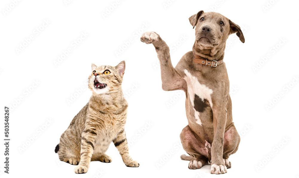 Playful Pitbull puppy and funny cat Scottish Straight sitting together isolated on white background Playful Pitbull puppy and funny cat Scottish Straight sitting together isolated on white background