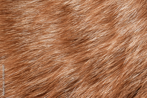 Ginger cat fur texture background. Orange cat hair texture. 