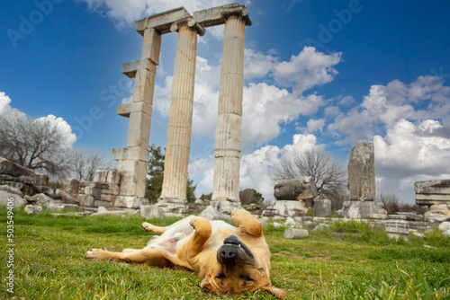 Afrodisias Ancient city. (Aphrodisias) and dog. The common name of many ancient cities dedicated to the goddess Aphrodite. The most famous of cities called Aphrodisias. Karacasu - Aydın, TURKEY #503549406