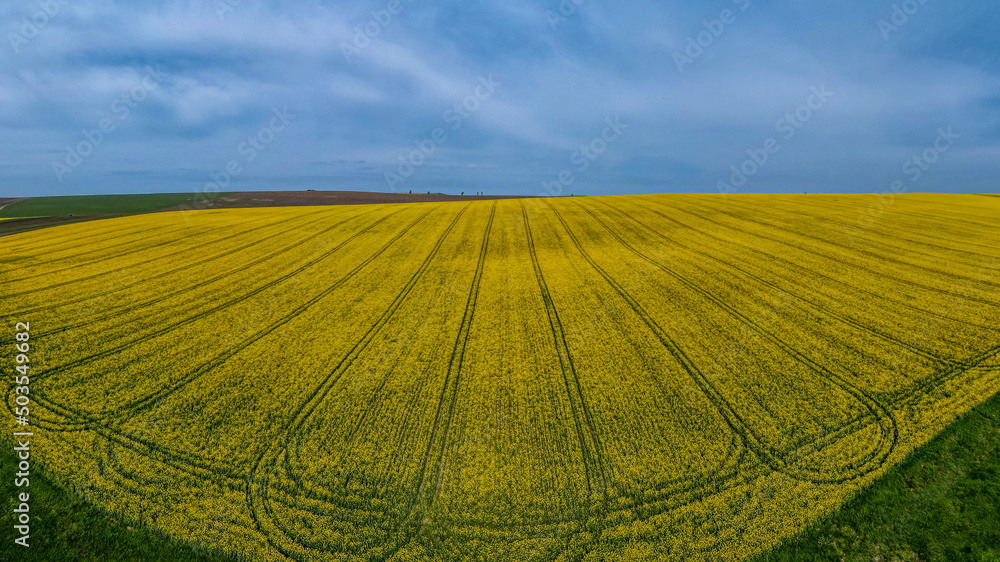 Rapeseed field  shot in may 2022