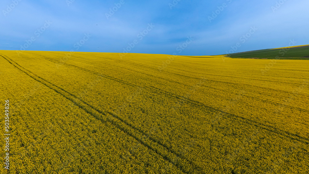 Rapeseed field shot in may 2022 Rapeseed field shot in may 2022