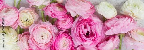 Pink and white ranunculus flowers