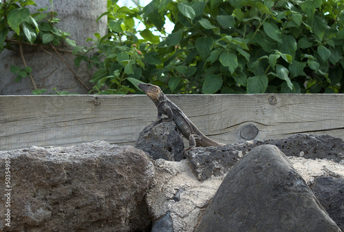 Gallotia stehlini. Gran Canaria giant lizard