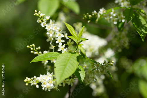 Blooming cherry branch in spring with white flowers. Delicate inflorescences, close-up, selective focus and blurred background
