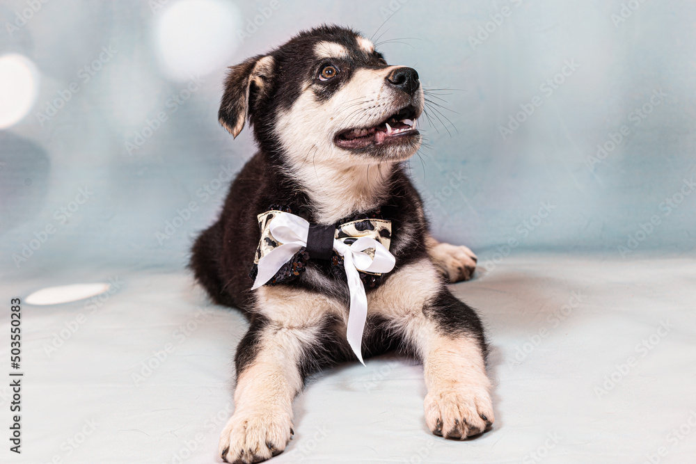 Portrait of a mongrel large puppy with a bow around its neck. Color black with light tan markings, shot on a blue background Portrait of a mongrel large puppy with a bow around its neck. Color black with light tan markings, shot on a blue background