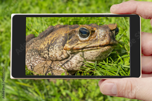 Man taking picture of a cane toad (rhinella marina) with a mobile phone photo