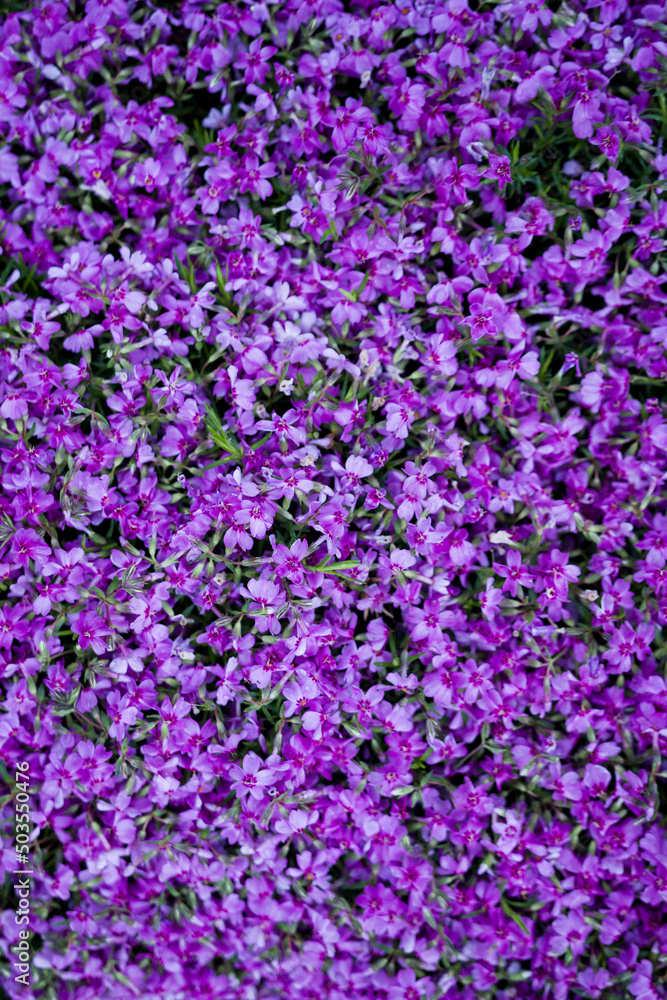 flowers in the garden. Purple flowers. Little purple flowers. flowers in the garden. Purple flowers. Little purple flowers.