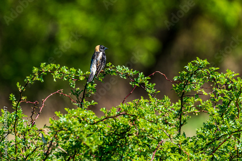 Bobolink bird on a branch photo