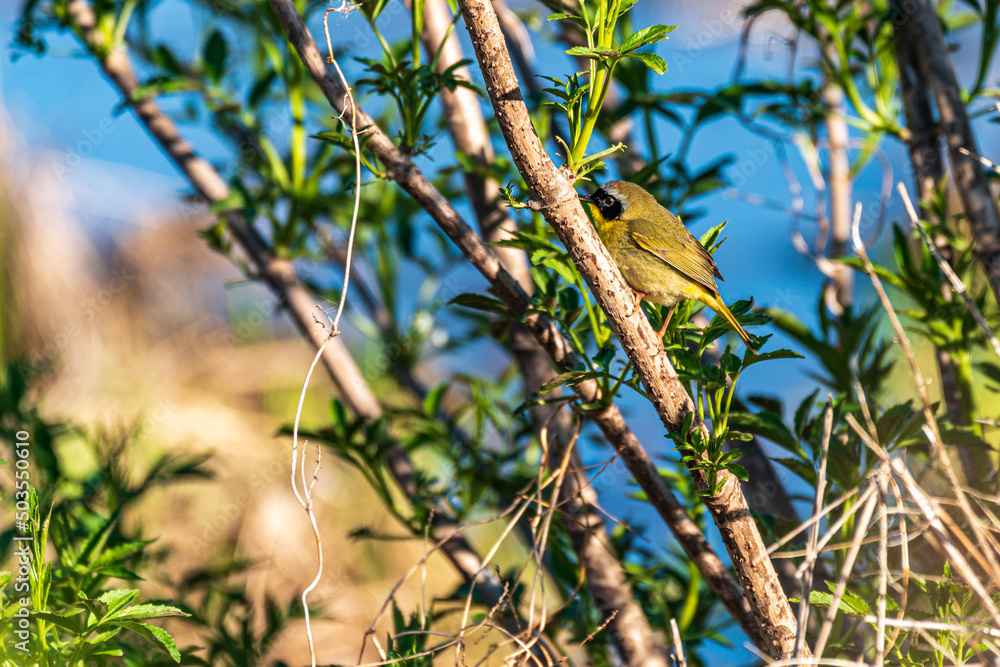 common yellowthroat bird on a branch