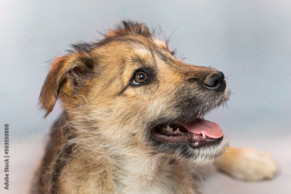 Portrait of a funny red puppy in the studio on a light background. The puppy is strange and clumsy, but very cute and will be a loyal friend to the owner Portrait of a funny red puppy in the studio on a light background. The puppy is strange and clumsy, but very cute and will be a loyal friend to the owner