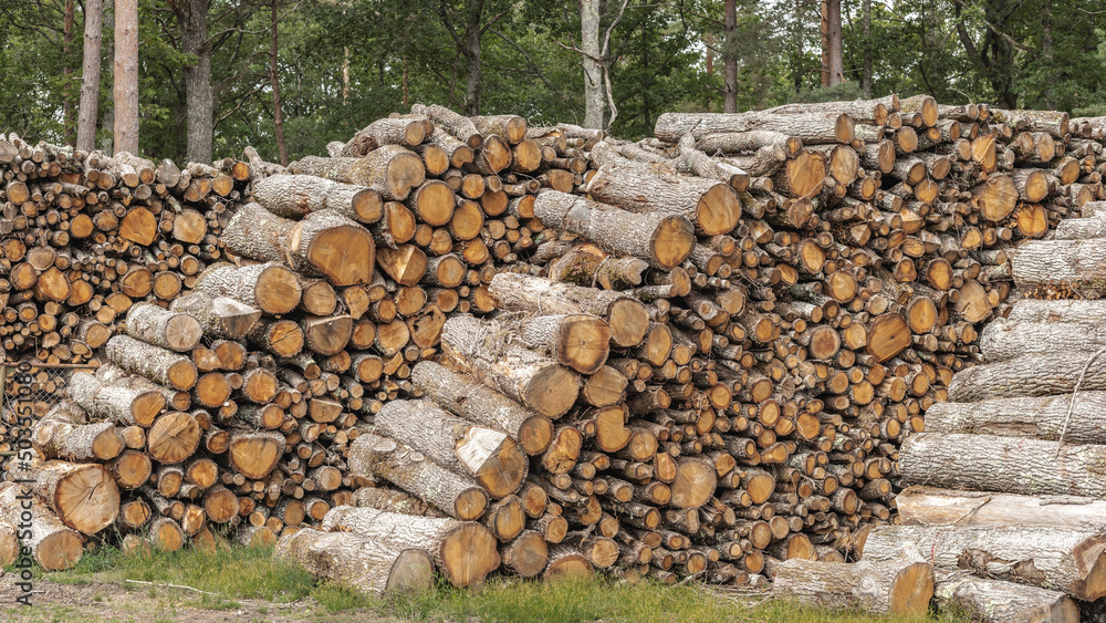 Piles of various sized wooden logs
