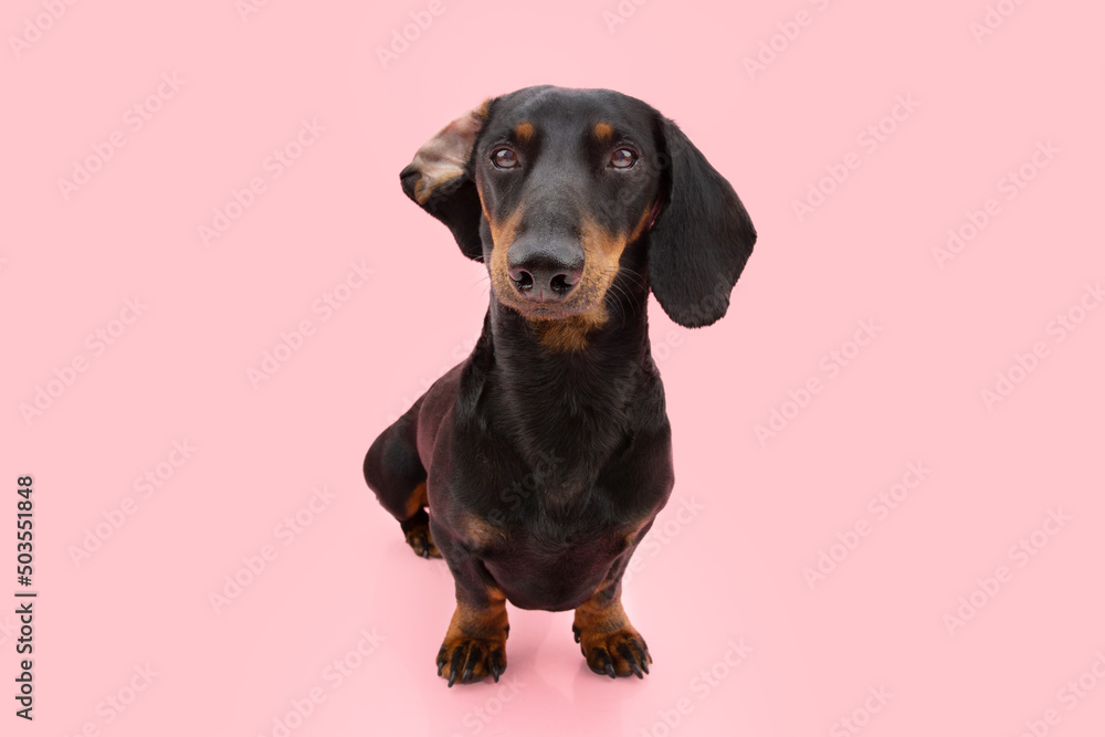 Dachshund puppy dog listening with big ears. Isolated on pink coral background