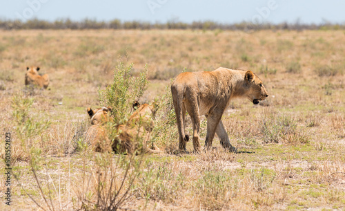 pride of lions lie in the grass in the savannah