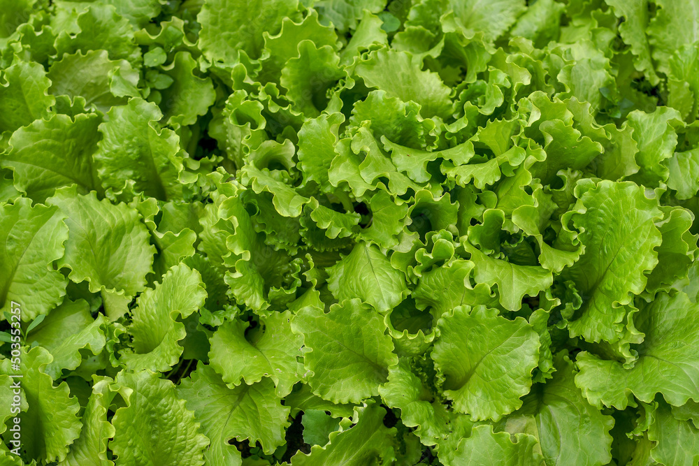 Wraps of green lettuce leaves for background. Seamless pattern. Wraps of green lettuce leaves for background. Seamless pattern.