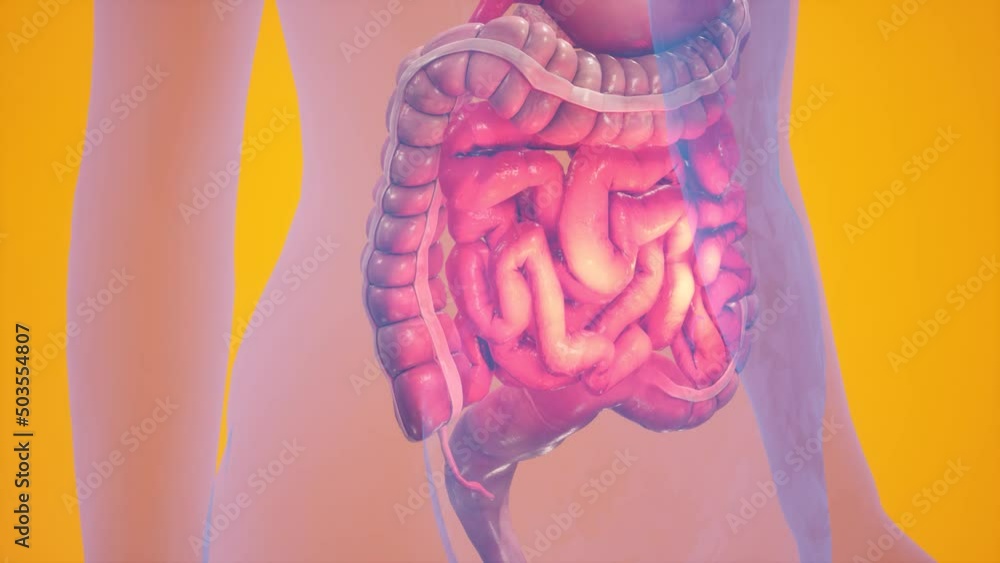 Anatomical 3D animation of digestive system. Showing the transparent body, highlighting the intestine and stomach.