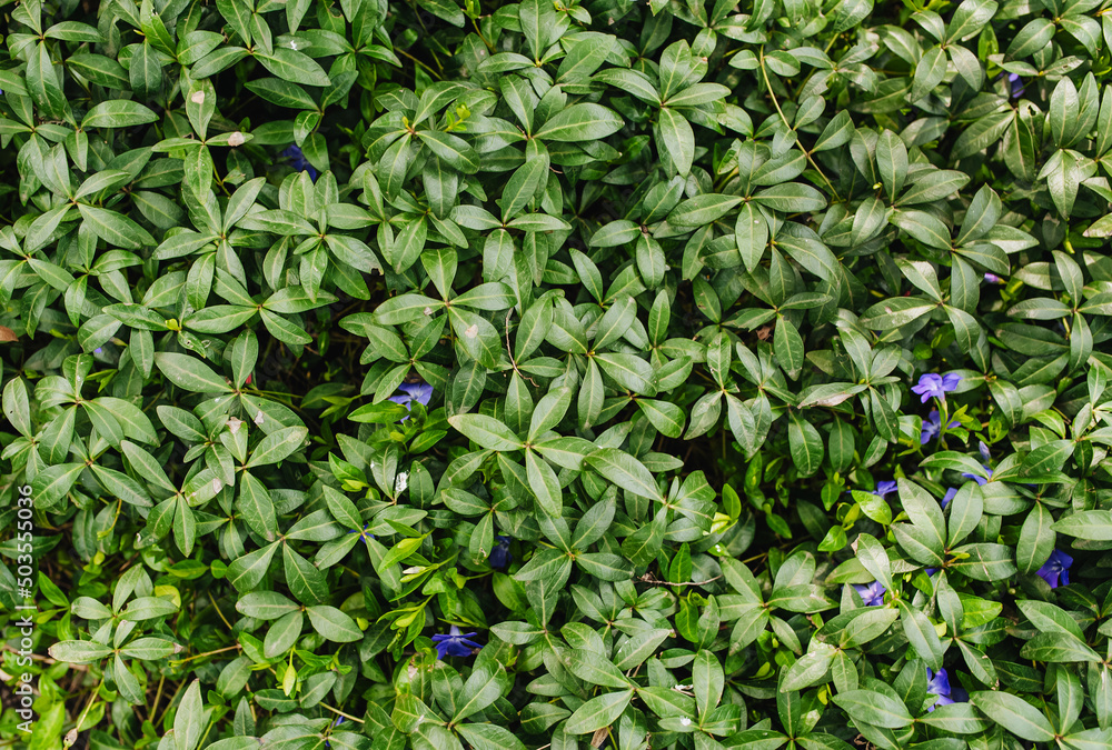 Background, texture of green foliage and purple flowering periwinkle flowers. Photo of spring nature.