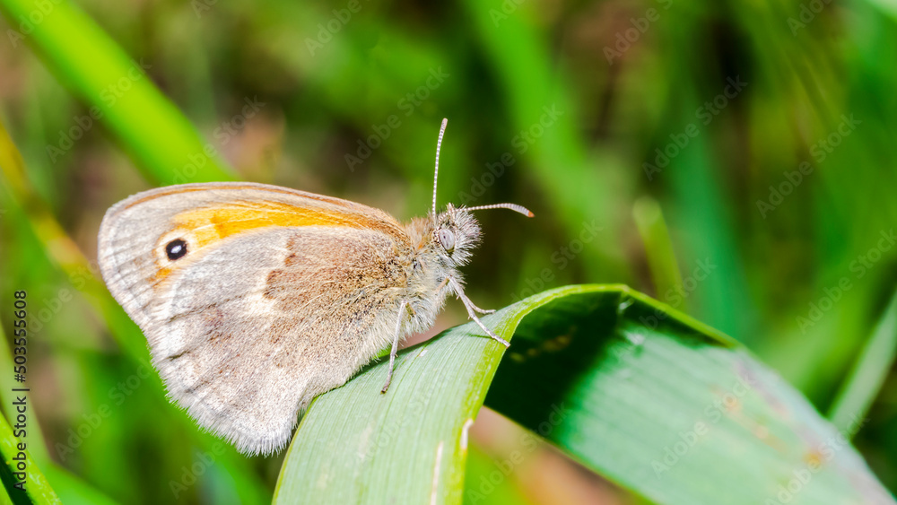 Obraz premium butterfly 148