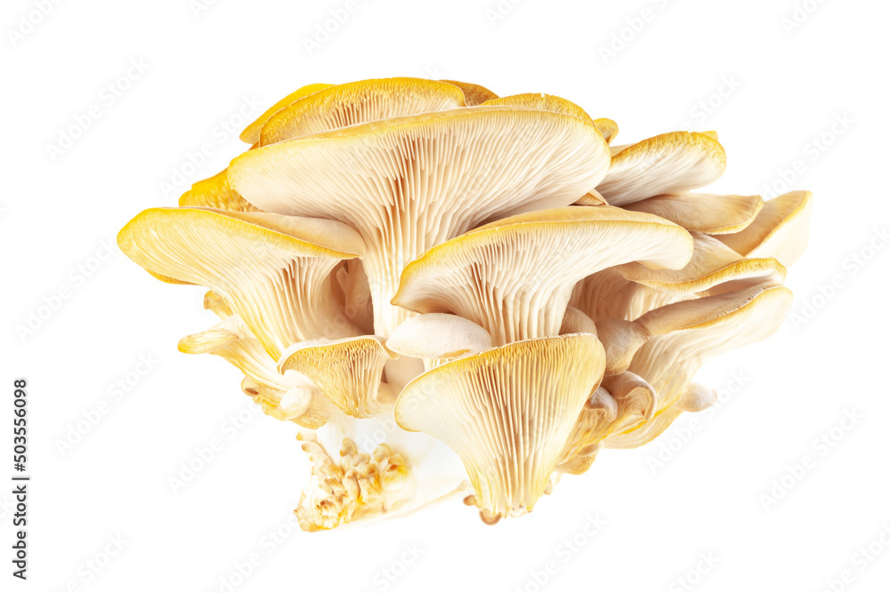 oyster mushroom close up isolated on white background oyster mushroom close up isolated on white background