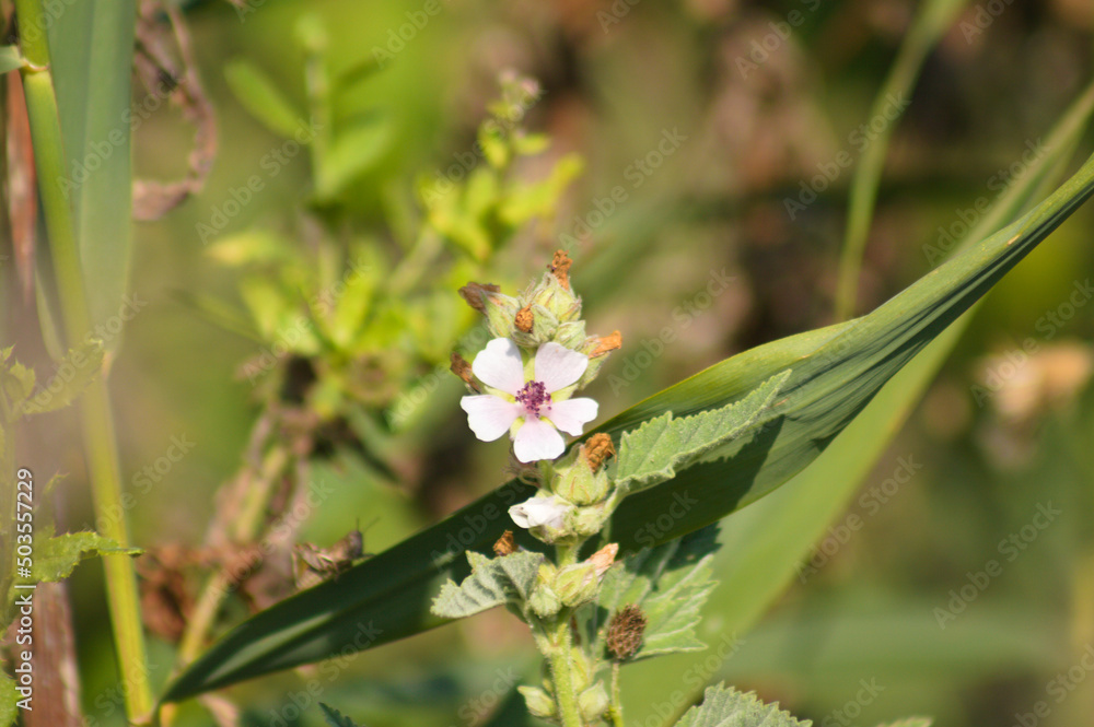 Closeup of marsh-mallow flower with selective focus on foreground Closeup of marsh-mallow flower with selective focus on foreground
