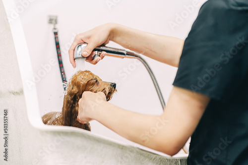 The dog takes a shower