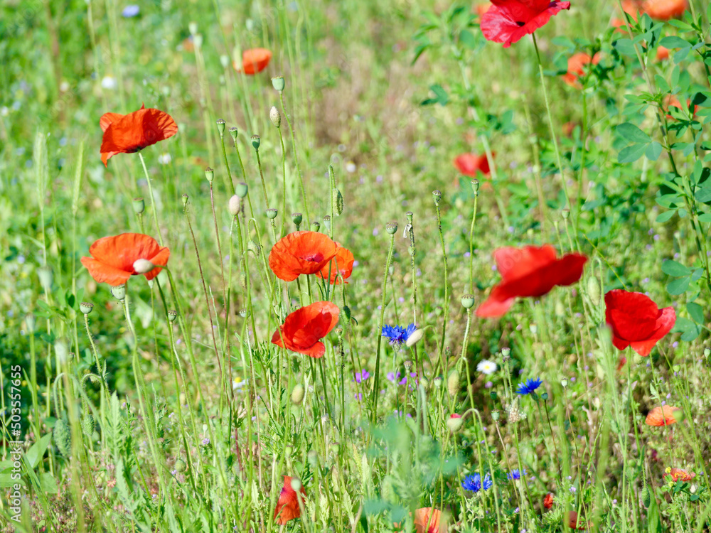 Fototapeta premium red poppies and other field flowers on meadow