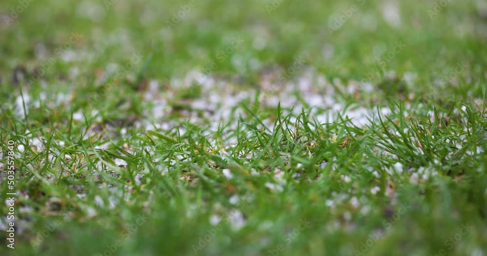 Bad Weather on backyard. Climate Change. Changing Ecology. Hail, Rain, Rainfall in Slow motion. Meteorological Phenomena. Seasonal Time of Year. The Vagaries of Nature.