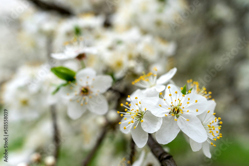 abundant white flowers on a fruit tree pear