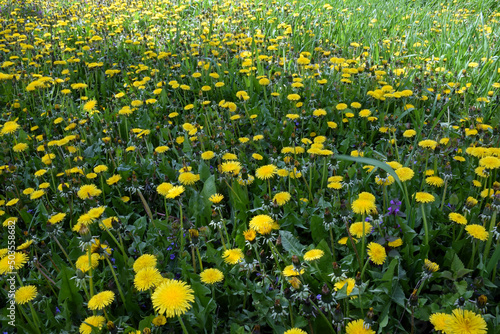 Large lawn with many yellow dandelion flowers all over the background with green grass