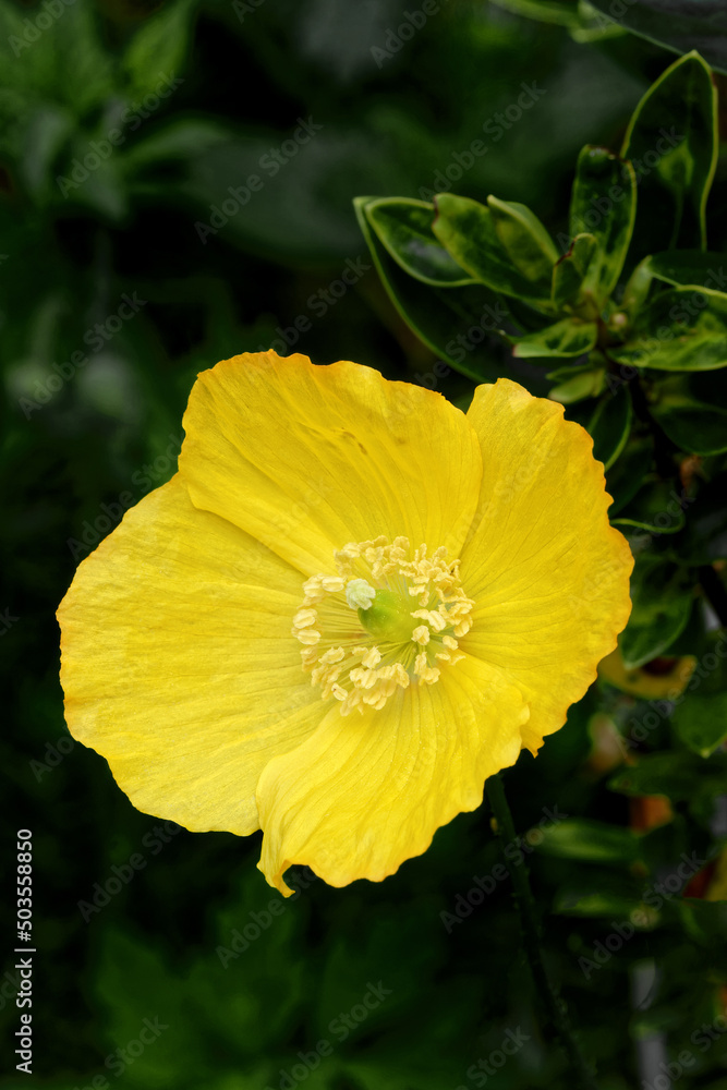 Close up of a yellow California Poppy flower (Eschscholzia californica,) Close up of a yellow California Poppy flower (Eschscholzia californica,)