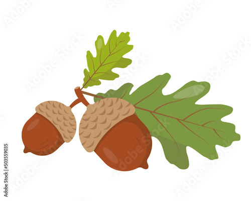 Two acorns with leaves on branch. Oak seeds or nuts icon isolated on white background. Vector flat illustration.