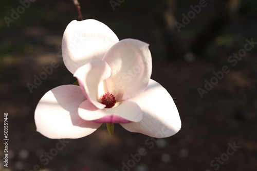 pink magnolia flower