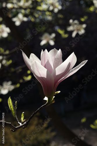 pink magnolia flower